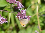 FZ006841 Gatekeeper butterfly (Maniola tithonius).jpg